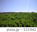 空と緑