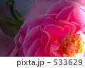 バラ