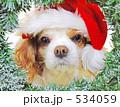 サンタ犬