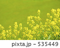 菜の花　140