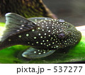 537277