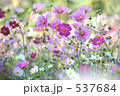 秋桜