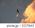 とんび