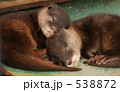 コツメカワウソの赤ちゃん　３
