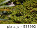 じゅうたん