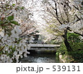 西川緑道公園の桜
