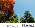 紅葉と青空