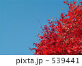 青空、もみじ