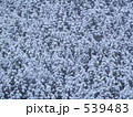 雪の森