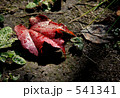 朝露に濡れて・・・