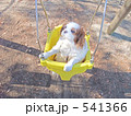 ブランコで遊ぶ犬