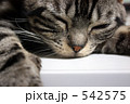 タレ猫