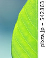 The Green