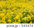菜の花畑