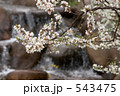 せせらぎと桜