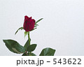 蕾