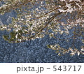 高野龍神スカイラインの樹氷2「松と雪」