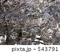 護摩壇山の樹氷