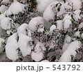 積雪