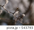 小枝に樹氷