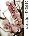 アンズの花