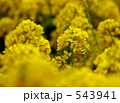 菜の花