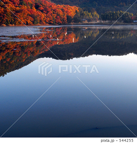 「広沢池　紅葉」の写真素材