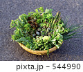 とれたての山菜食材