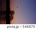 黄昏の白鳥