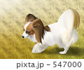 パピヨンの散歩