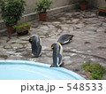 福岡市動物園のオウサマペンギン 
