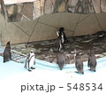 福岡市動物園のフンボルトペンギン 福岡市動物園のフンボルトペンギン