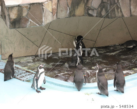 福岡市動物園のフンボルトペンギン 