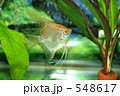 ゴールデン・エンゼル