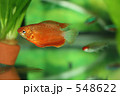 レッド・グラミー