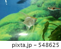 プラチナ・エンゼル