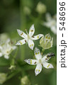 アケボノソウの蜜を吸いに来たアリ