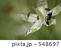 アケボノソウの蜜を吸いに来たアリ