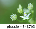 白い星の花