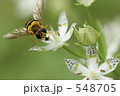 アケボノソウの蜜を吸いに来たハナアブ