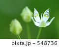 白い星の花