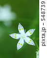 白い星の花