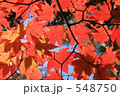 もみじの紅葉