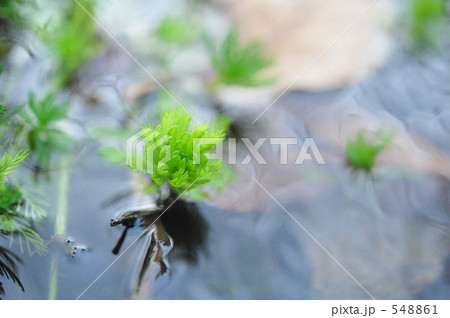 「水草」の写真素材