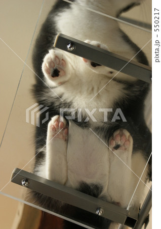 「肉球 ウェスト 猫       」の写真素材