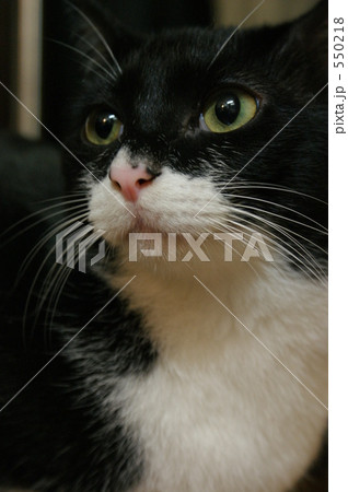 「猫 ネコ アップ 黒白 」の写真素材 「猫 ネコ アップ 黒白 」の写真素材