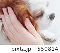 ペットとのふれあい
