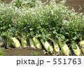だいこんの花