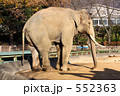 アジアゾウ