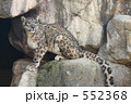ユキヒョウ
